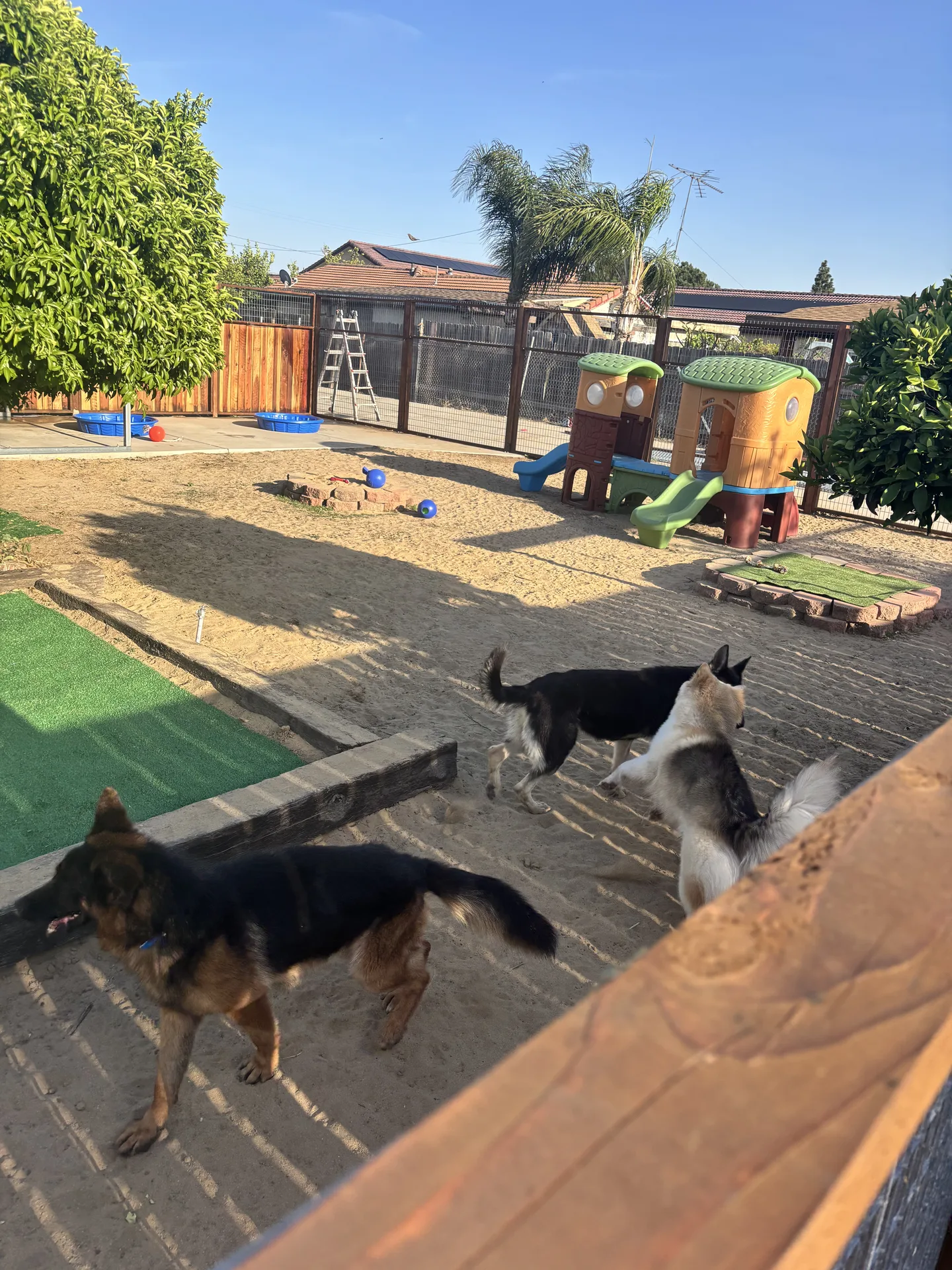 Dogs enjoying supervised playtime and safe socialization at Snuggle Puppy Hotel's outdoor play area in Rialto, Ca, designed for a fun, balanced day of exercise and rest.