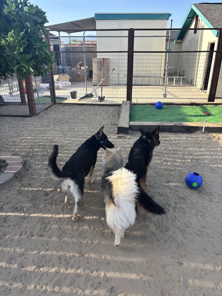 Dogs playing in a secure yard at Snuggle Puppy Hotel, Rialto, CA. showcasing a safe, clean, and supervised facility with personalized care and structured routines.