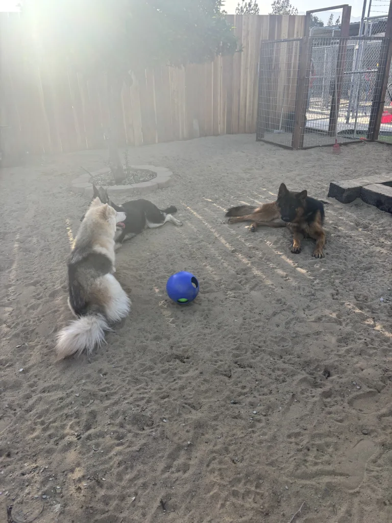 Dogs playing and relaxing at Snuggle Puppy Hotel, a trusted pet care facility in Rialto, CA, offering a safe and structured environment for pets.